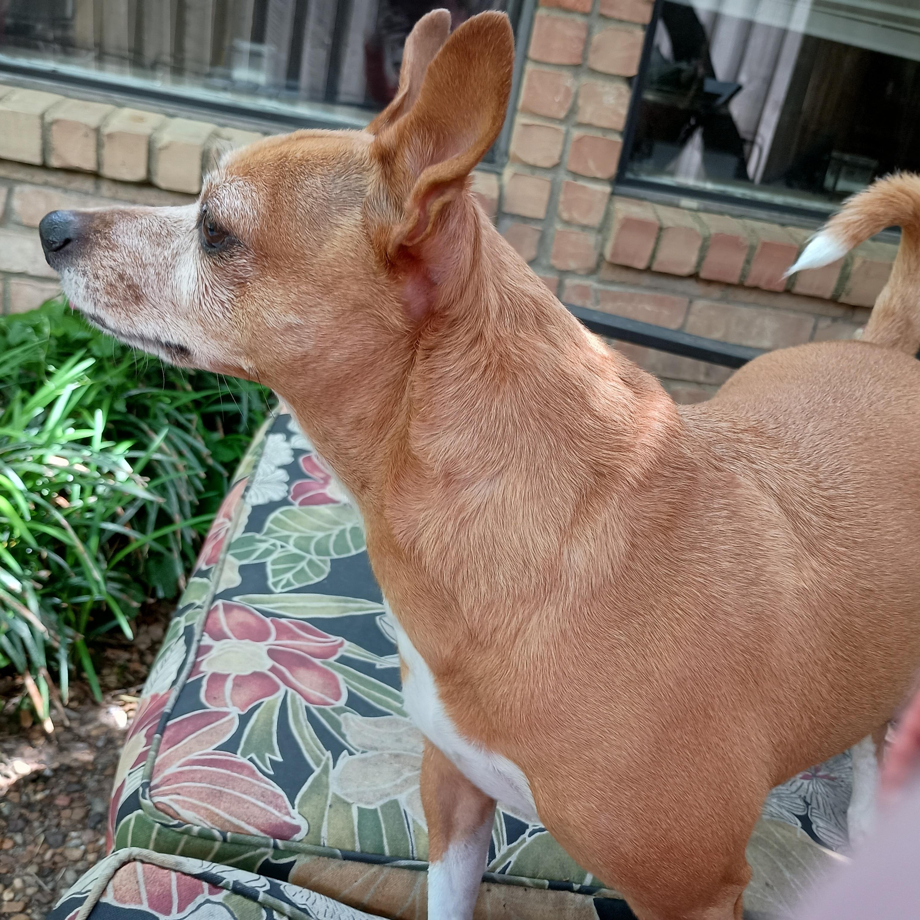 Enlarge Nelly , an adopted Chiweenie in Garland, TX image 4/4