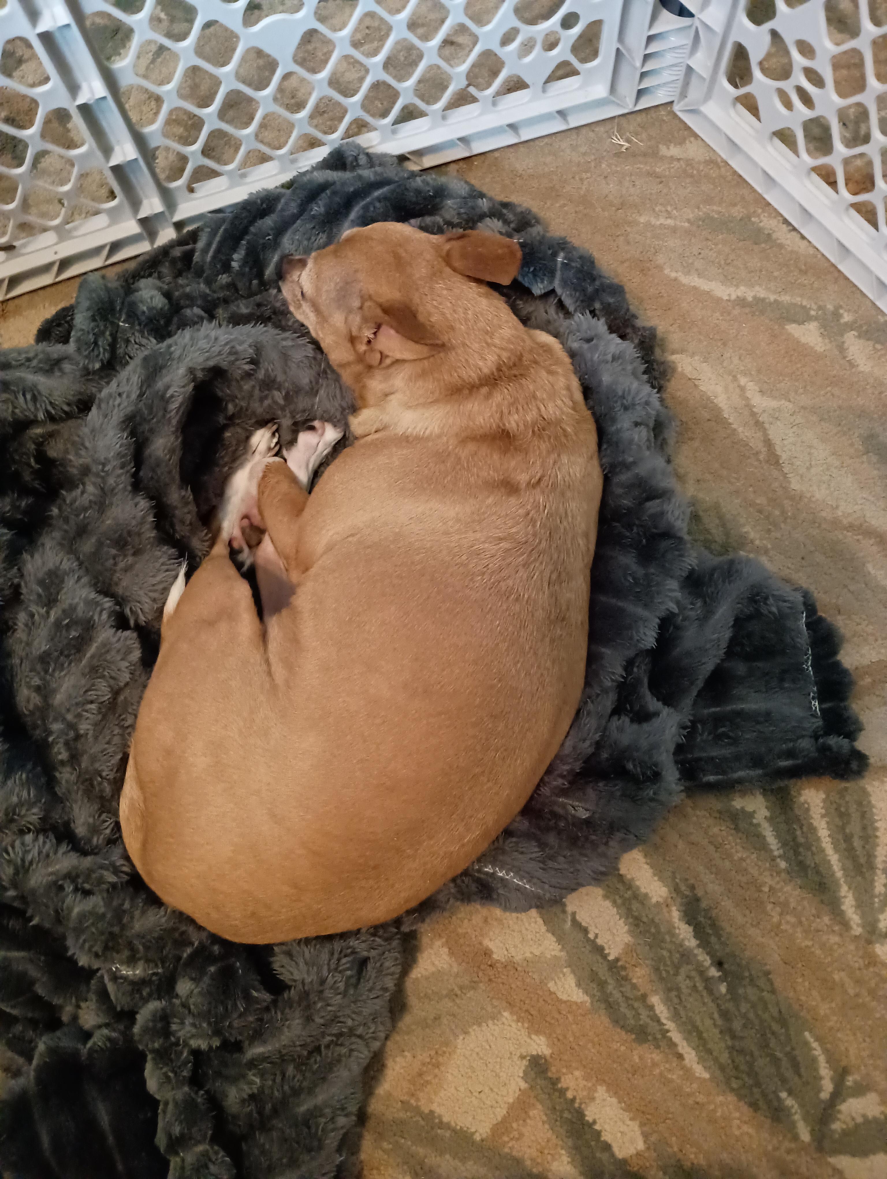 Enlarge Nelly , an adopted Chiweenie in Garland, TX image 3/4