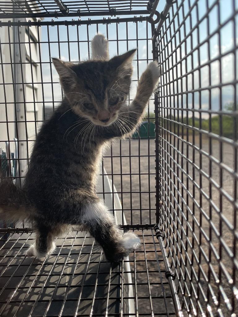 Yeti (ZIPPY), Adoptable, Kitten Male Domestic Short Hair.