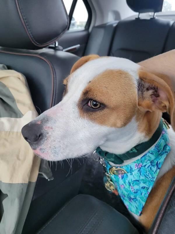 Enlarge Squeak, a Adoptable mixed breed in Milton, FL image 1/1