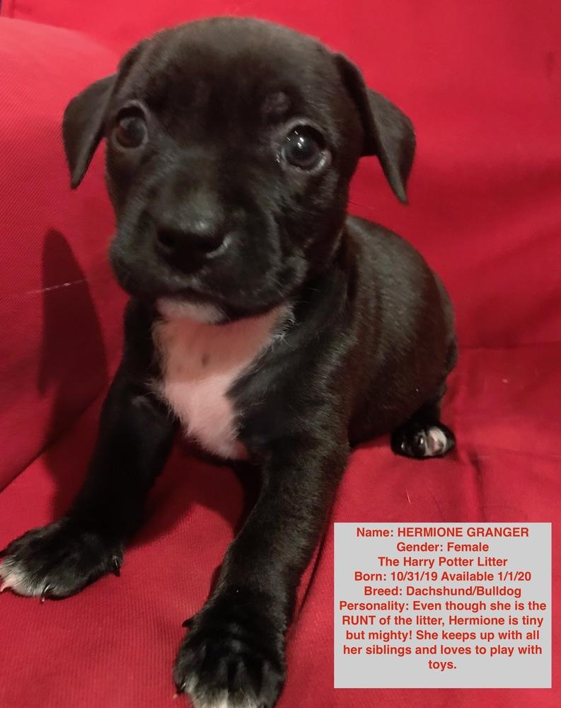 Enlarge Hermione Granger, a Adopted mixed breed in Windsor, CA image 1/2