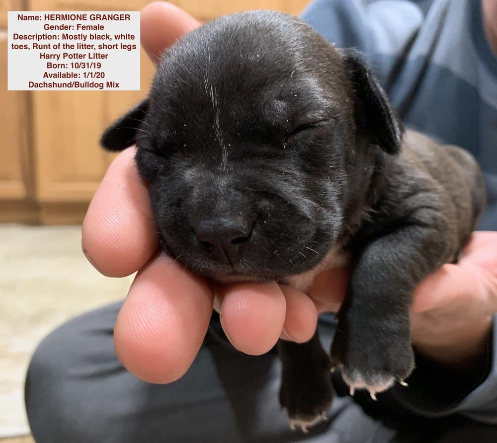 Enlarge Hermione Granger, a Adopted mixed breed in Windsor, CA image 2/2