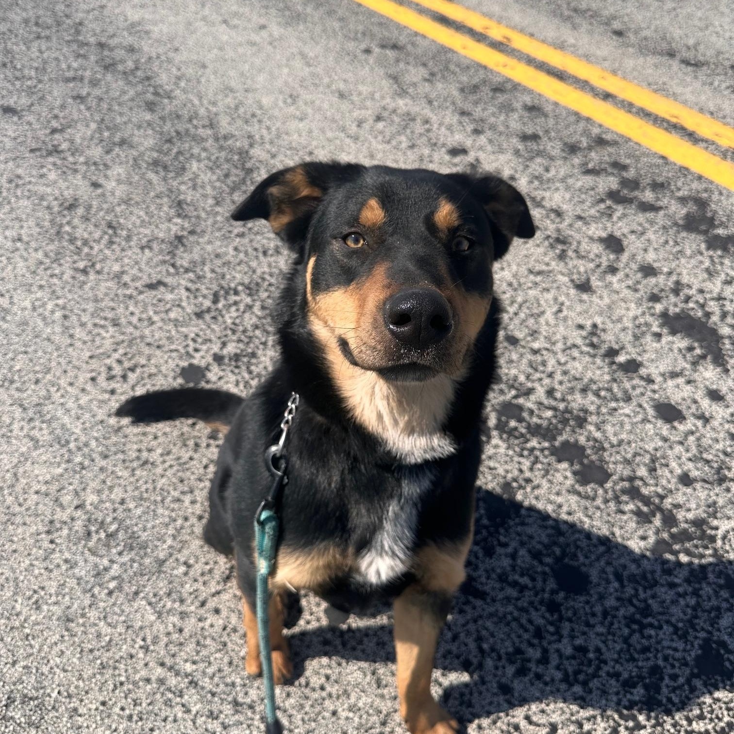 Chadwick, ADOPTABLE, Young Male German Shepherd Dog.