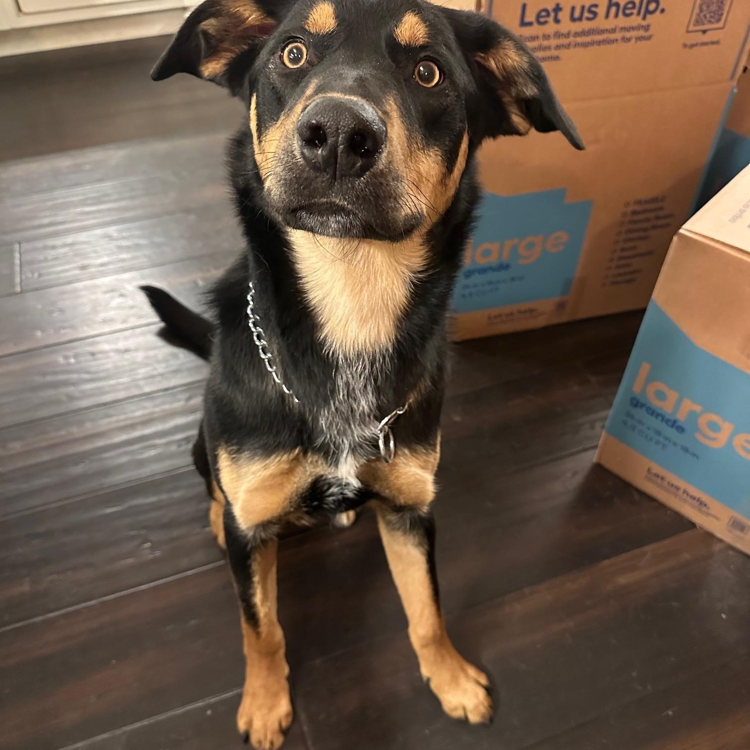 Chadwick, a ADOPTABLE mixed breed in St Marys, OH image 1/5