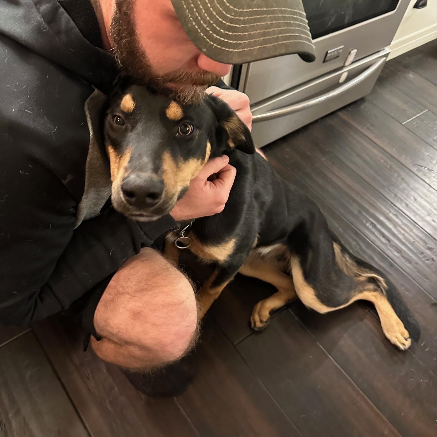 Chadwick, a ADOPTABLE mixed breed in St Marys, OH image 5/5