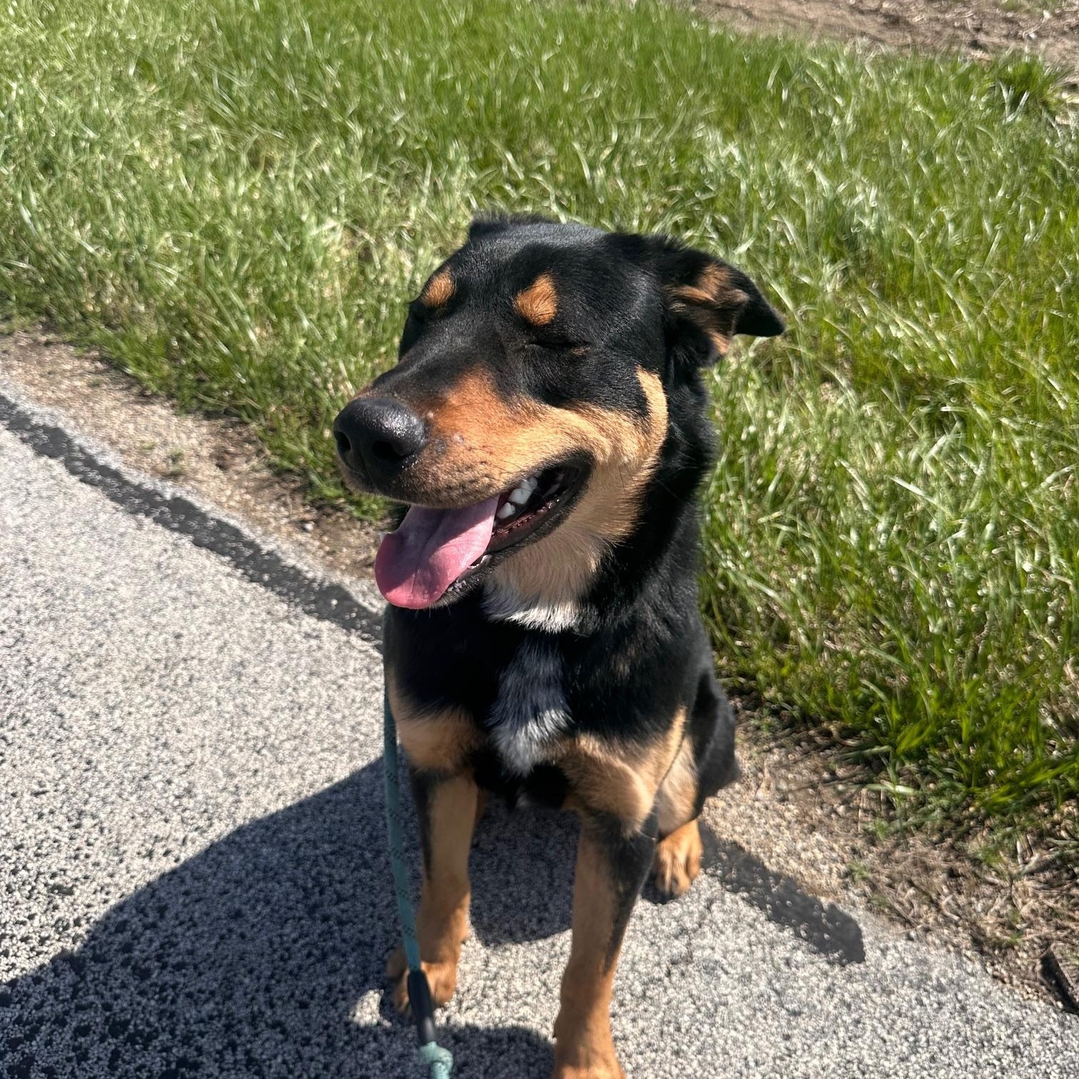 Chadwick, a ADOPTABLE German Shepherd Dog in St Marys, OH image 2/6