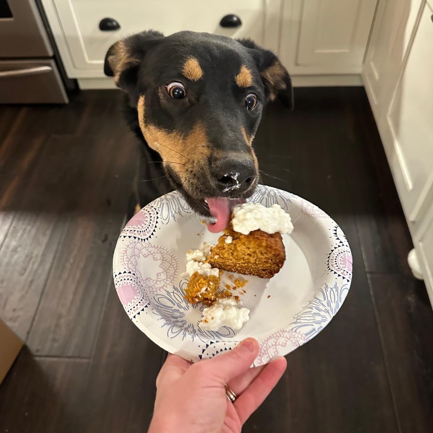 Chadwick, a ADOPTABLE mixed breed in St Marys, OH image 3/5