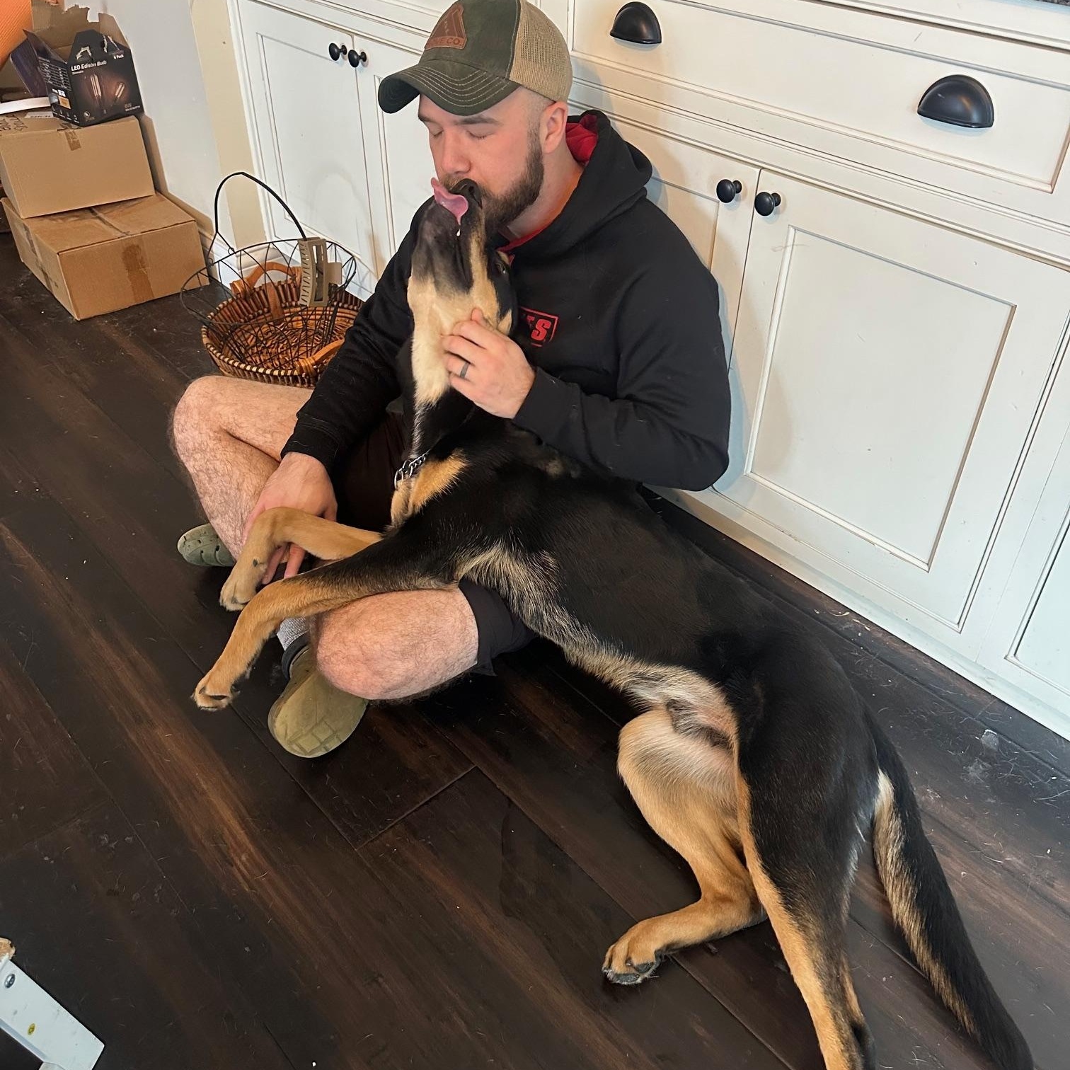 Chadwick, a ADOPTABLE mixed breed in St Marys, OH image 2/5