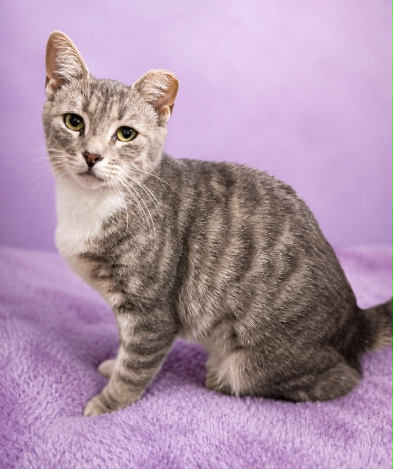 Enlarge Rumble Strip, a Adoptable Domestic Short Hair in Rixeyville, VA image 1/2
