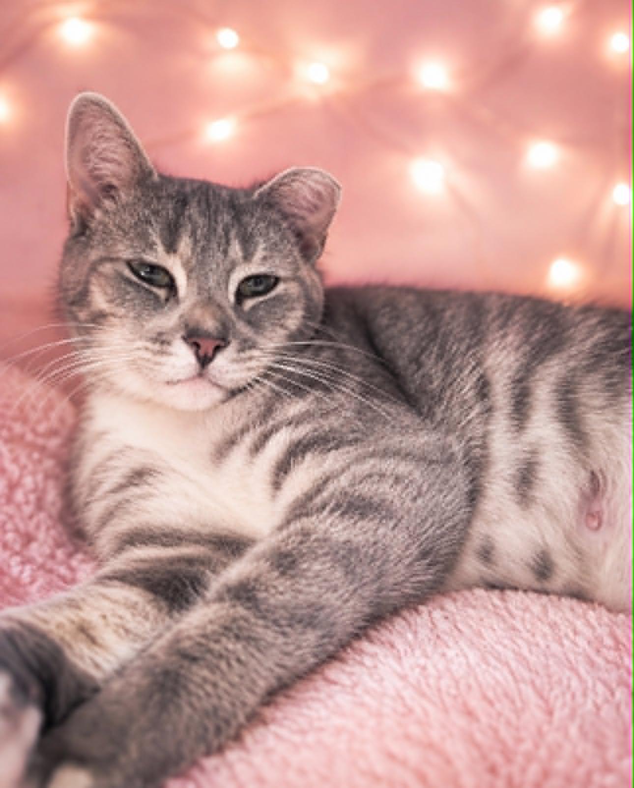 Enlarge Rumble Strip, a Adoptable Domestic Short Hair in Rixeyville, VA image 2/2