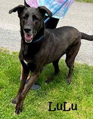 Lulu, Adoptable, Adult Female Great Dane.