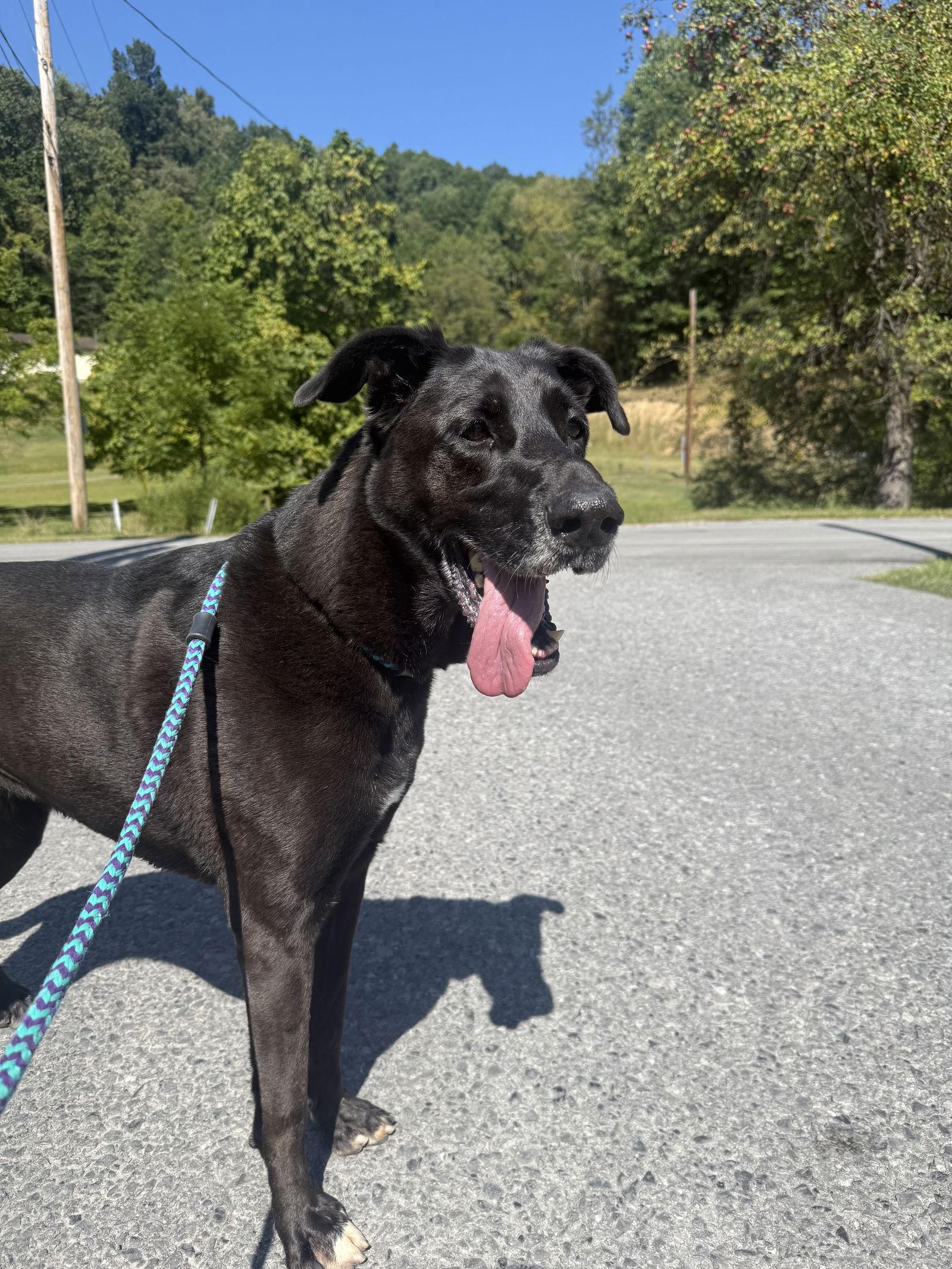 Enlarge Lulu, a Adoptable Great Dane in Elkins, WV image 2/3