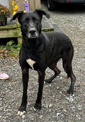 Lulu, a Adoptable Great Dane in Elkins, WV image 2/3