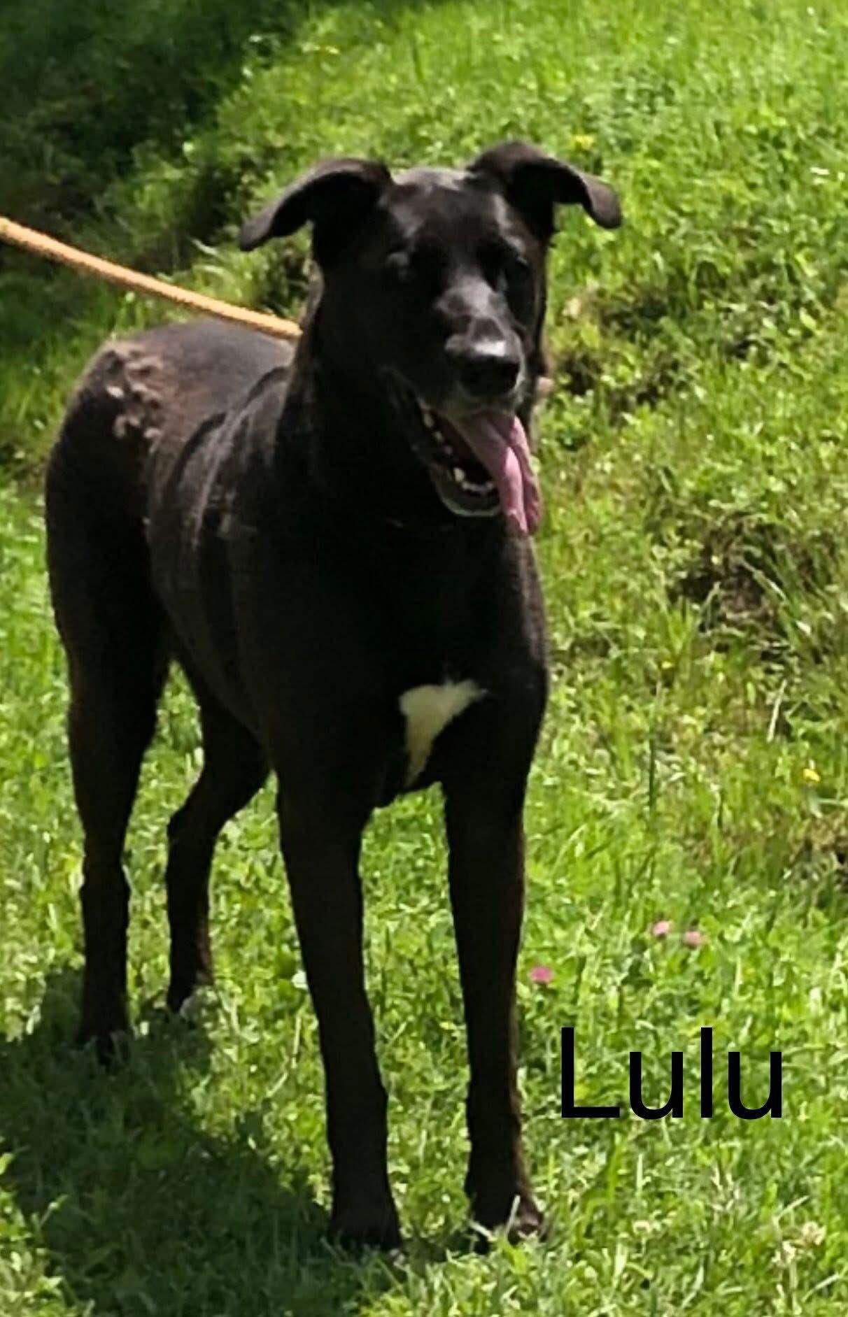 Lulu, a Adoptable Great Dane in Elkins, WV image 3/3