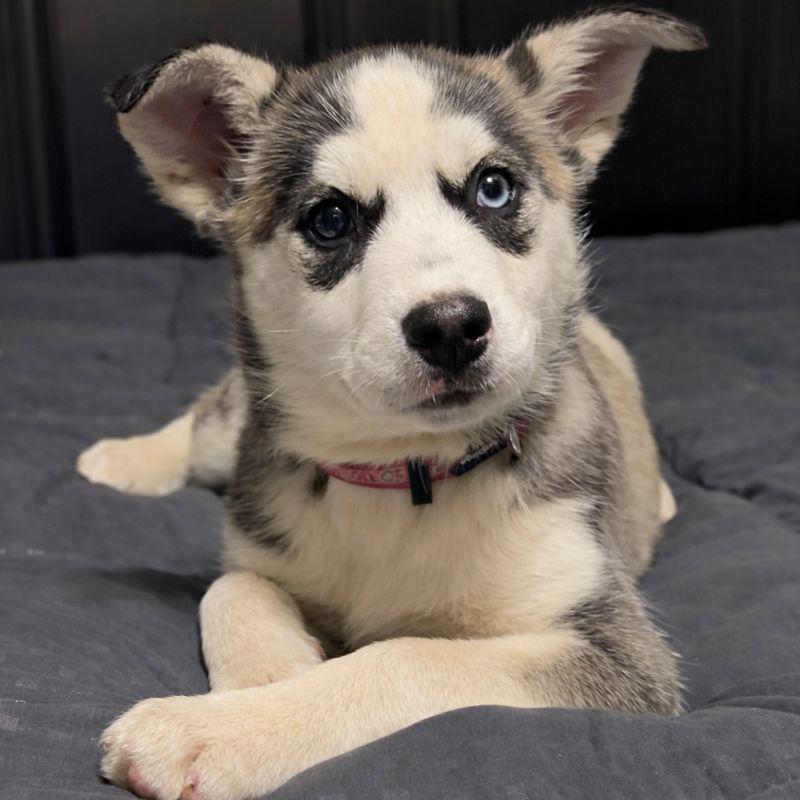Enlarge Irina (Russian litter), a Adoptable mixed breed in Silvana, WA image 2/6