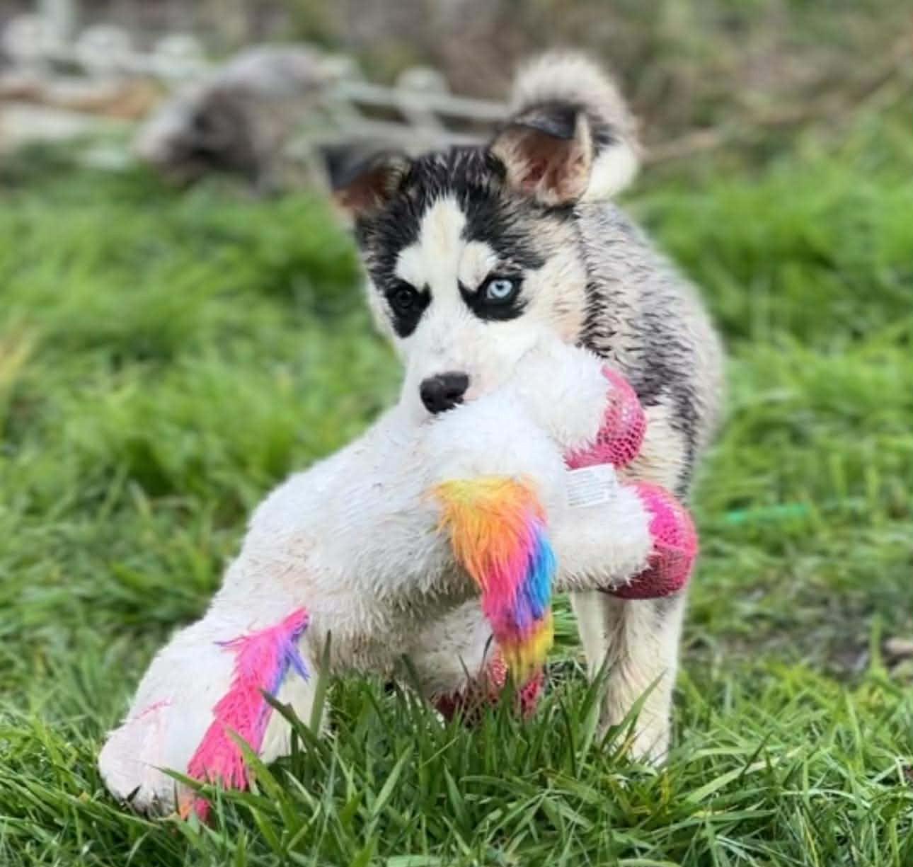 Enlarge Irina (Russian litter), a Adoptable mixed breed in Silvana, WA image 4/6