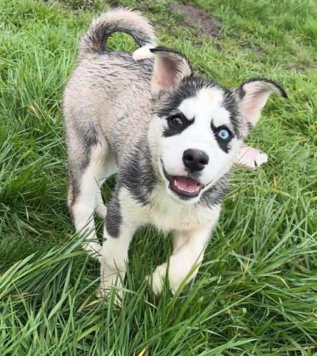 Enlarge Irina (Russian litter), a Adoptable mixed breed in Silvana, WA image 3/6
