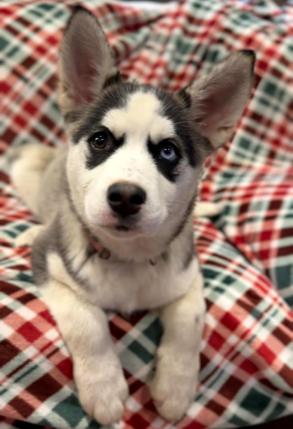 Enlarge Irina (Russian litter), a Adoptable mixed breed in Silvana, WA image 1/6