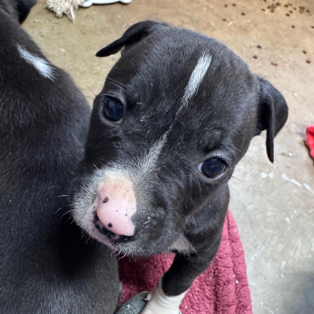 Enlarge Eva, a Adoptable mixed breed in Pinson, TN image 2/6