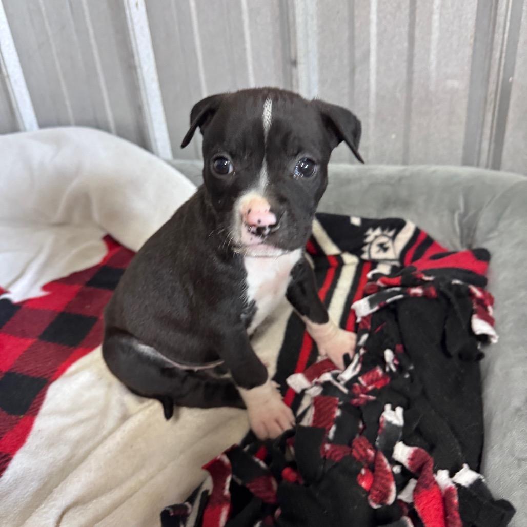 Enlarge Eva, a Adoptable mixed breed in Pinson, TN image 3/6