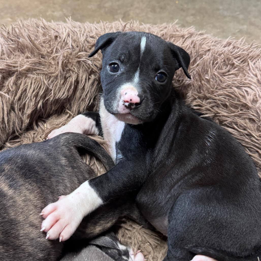 Enlarge Eva, a Adoptable mixed breed in Pinson, TN image 4/6
