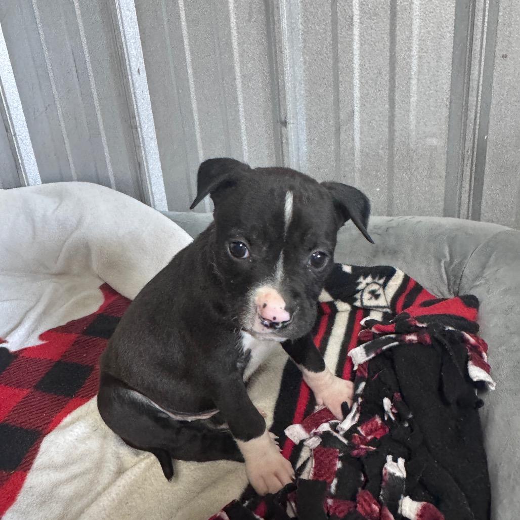 Enlarge Eva, a Adoptable mixed breed in Pinson, TN image 5/6