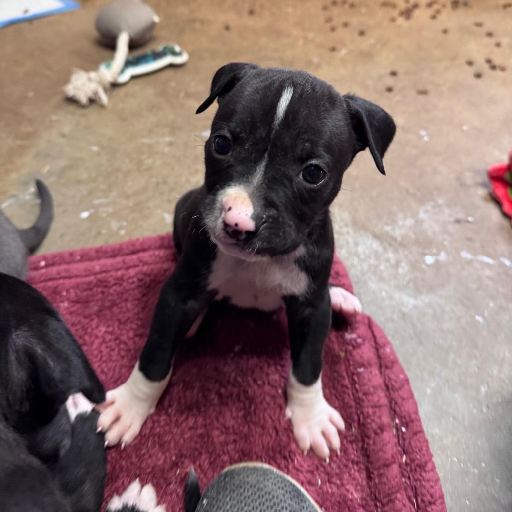 Enlarge Eva, a Adoptable mixed breed in Pinson, TN image 6/6