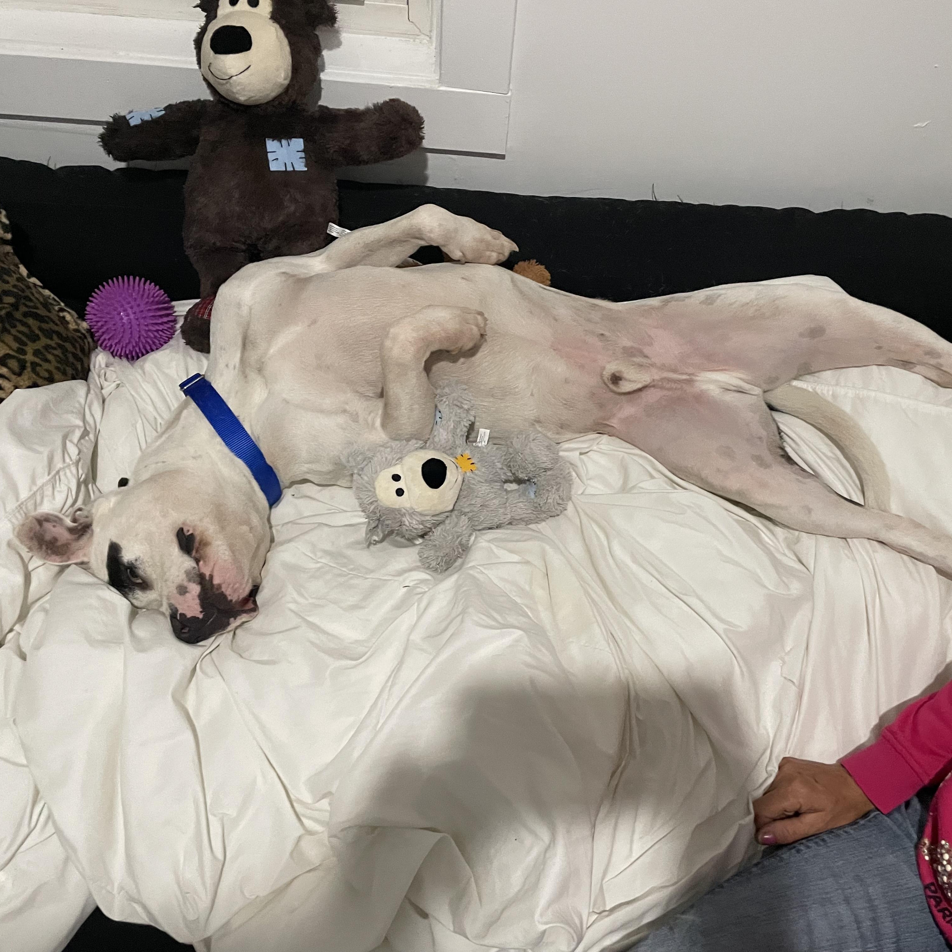 Zeke — thumbnail 5