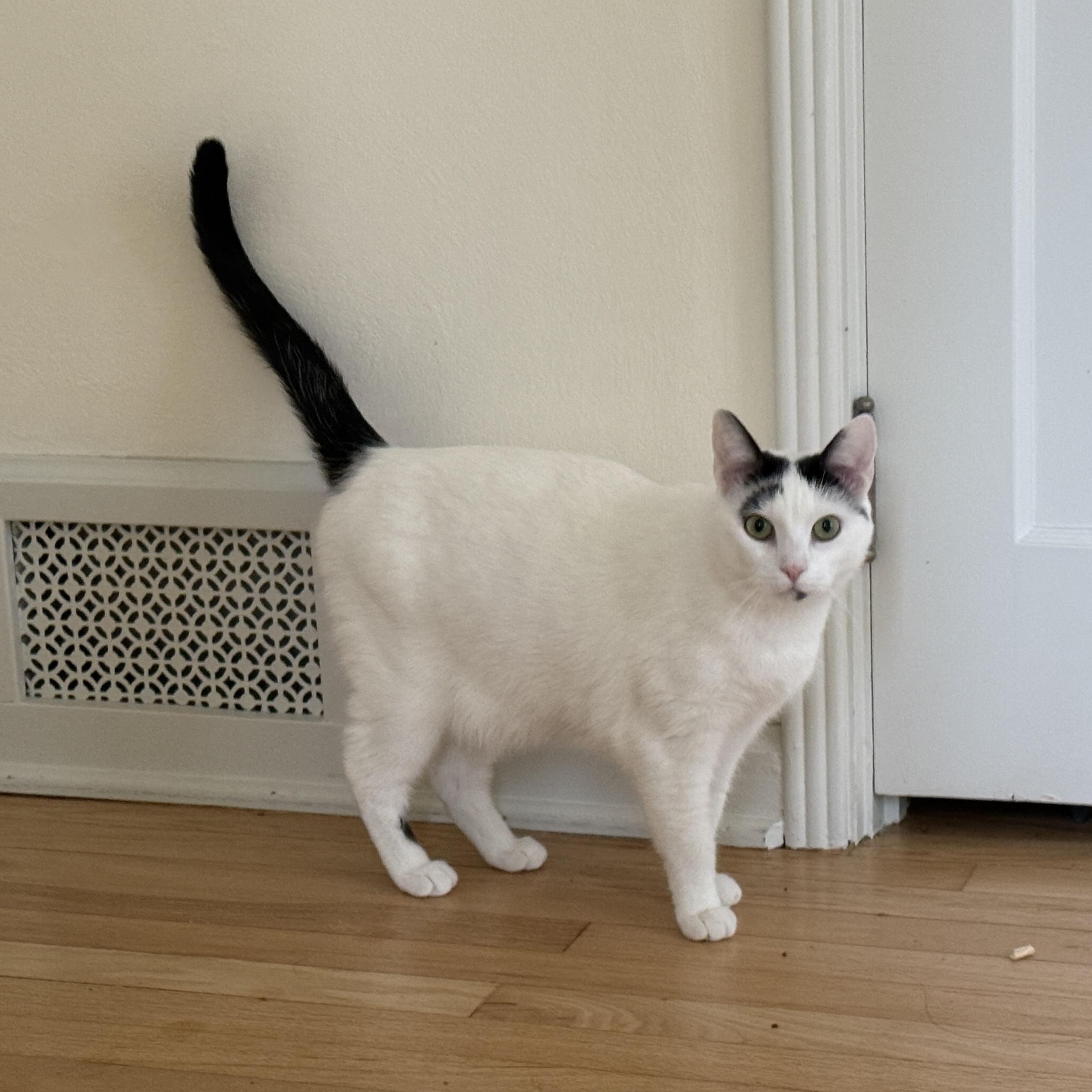 Enlarge Isabella (Bonded to Sesame), an adoptable Domestic Short Hair in Renton , WA image 1/4