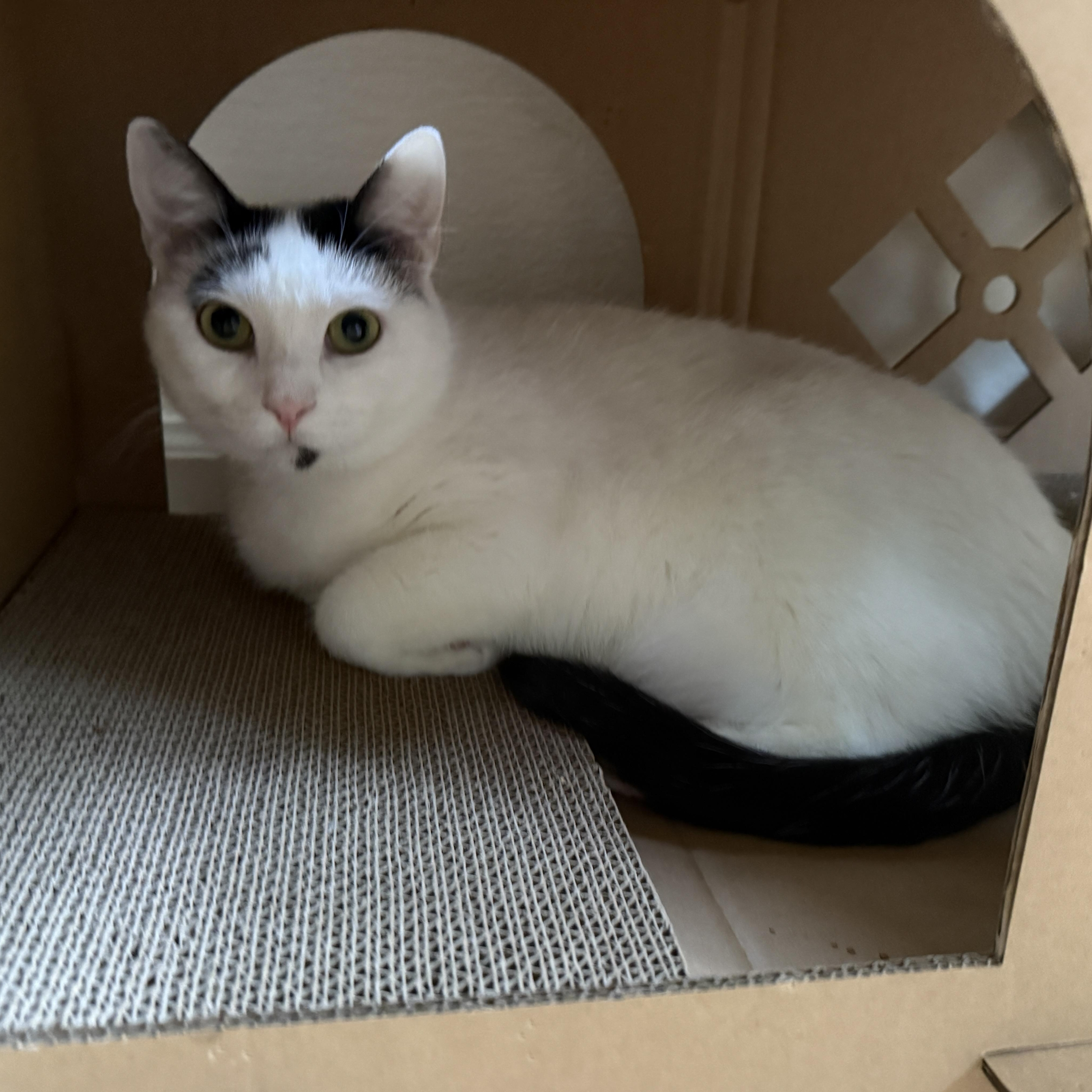 Enlarge Isabella (Bonded to Sesame), an adoptable Domestic Short Hair in Renton , WA image 3/4
