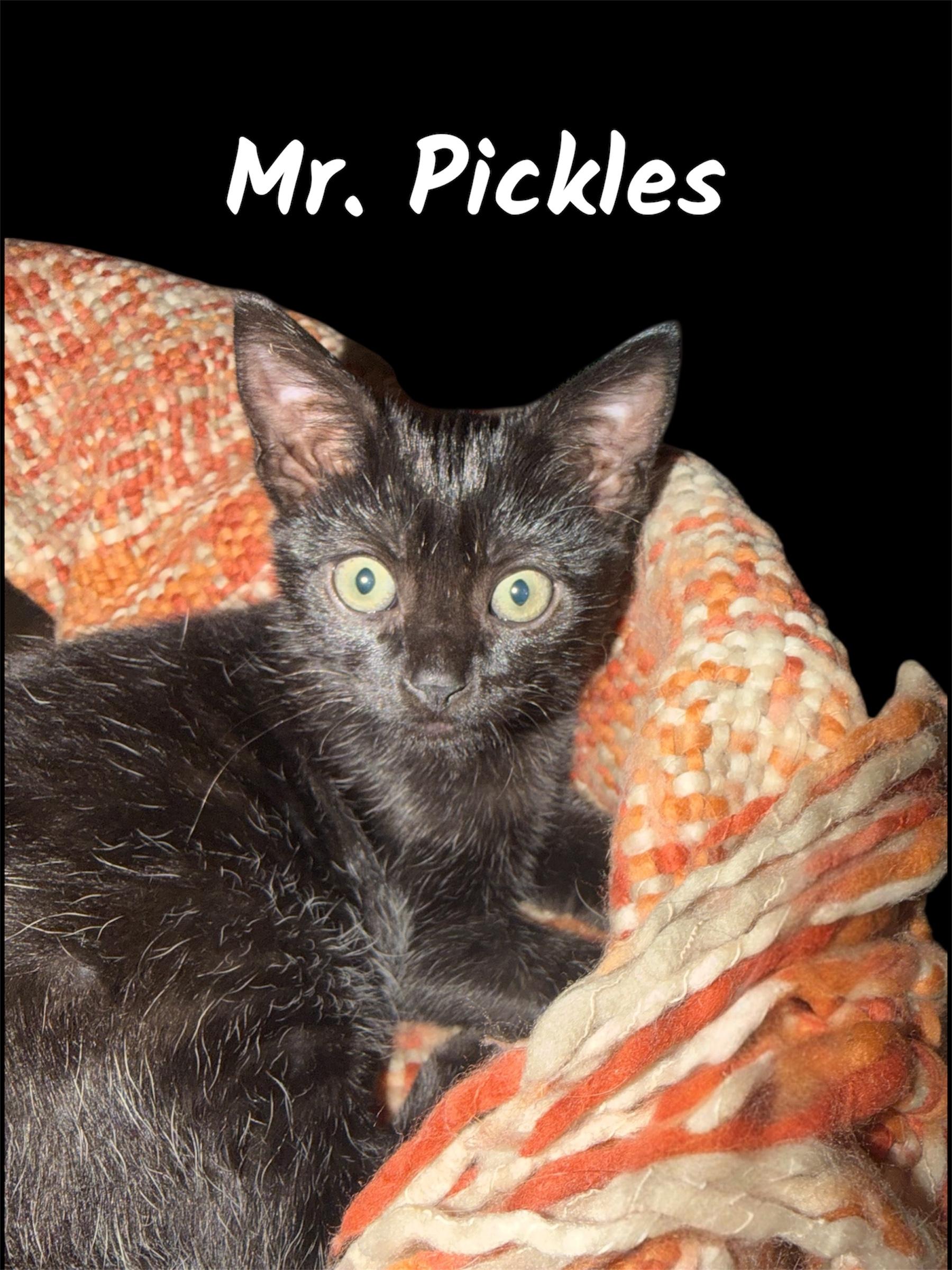Mr. Pickles, ADOPTABLE, Kitten Male Domestic Short Hair.