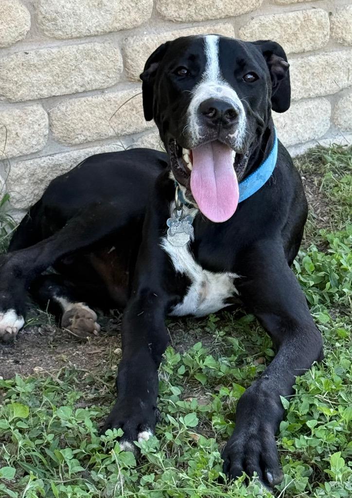 Milo, Adoptable, Puppy Male Great Dane & Mixed Breed.