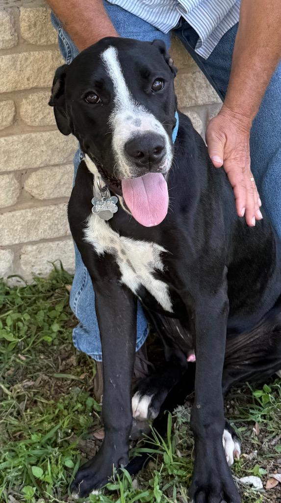Milo, a Adoptable mixed breed in Junction, TX image 2/6