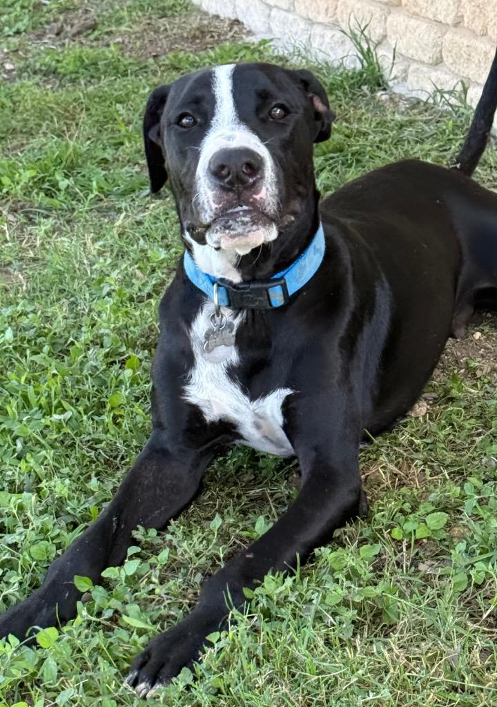 Milo, a Adoptable mixed breed in Junction, TX image 4/6