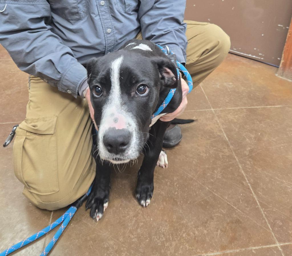 Milo, a Adoptable mixed breed in Junction, TX image 2/4