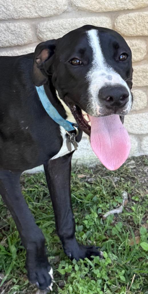 Milo, a Adoptable mixed breed in Junction, TX image 5/6