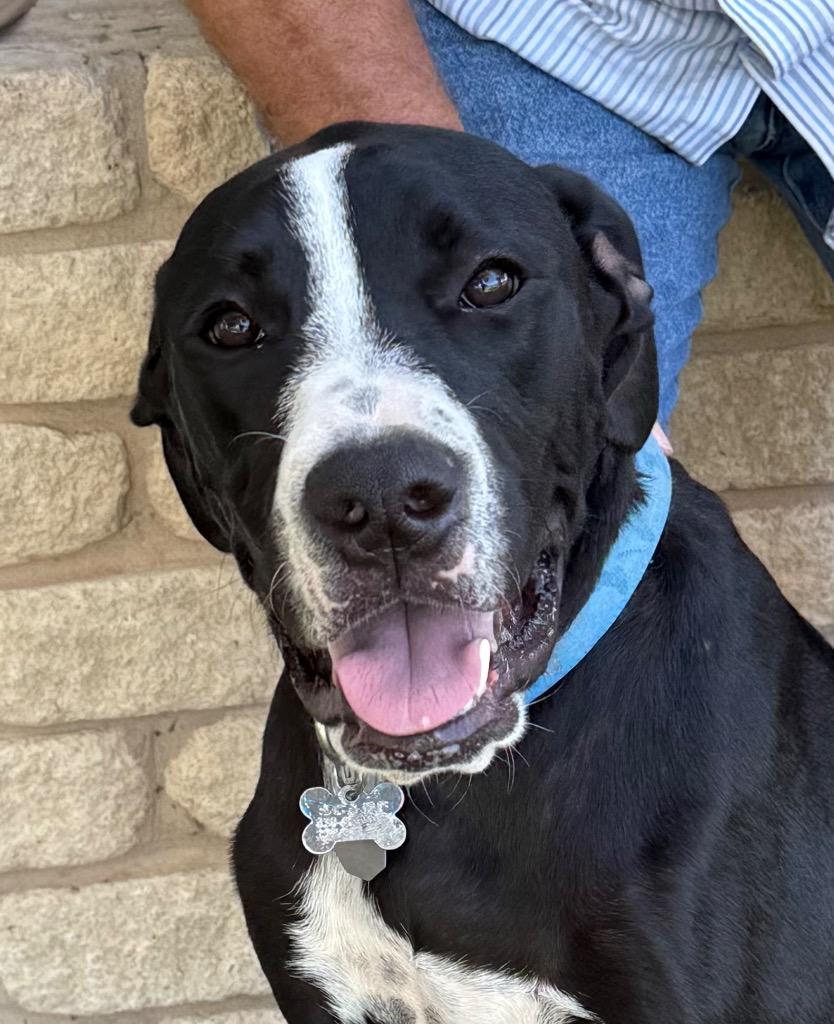 Milo, a Adoptable mixed breed in Junction, TX image 6/6