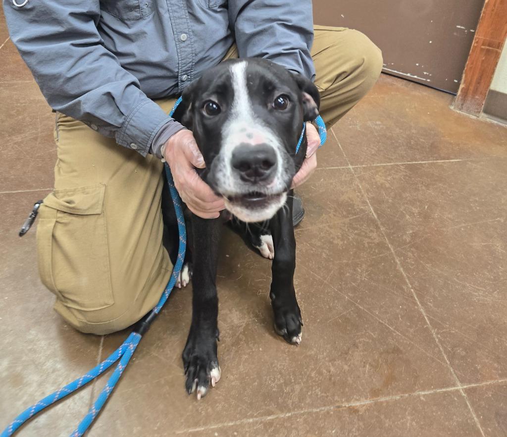 Milo, a Adoptable mixed breed in Junction, TX image 3/4