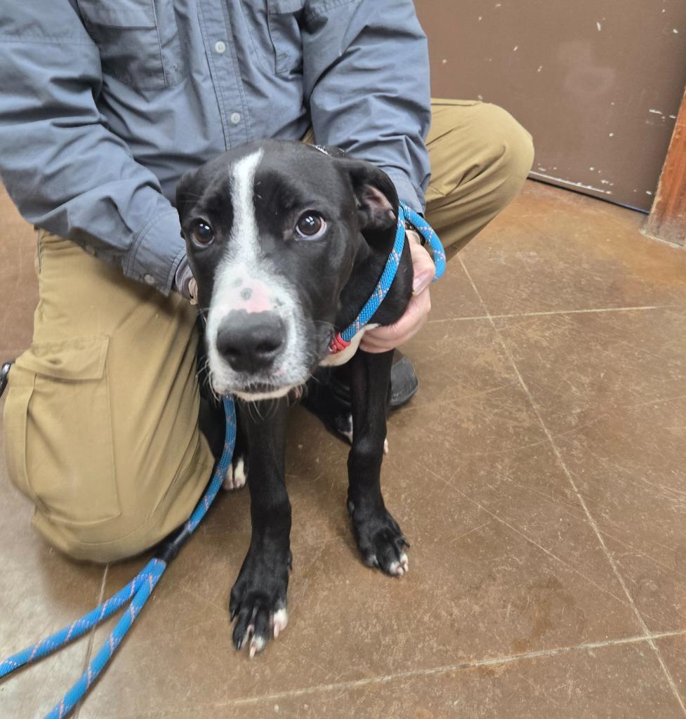 Milo, a Adoptable mixed breed in Junction, TX image 4/4