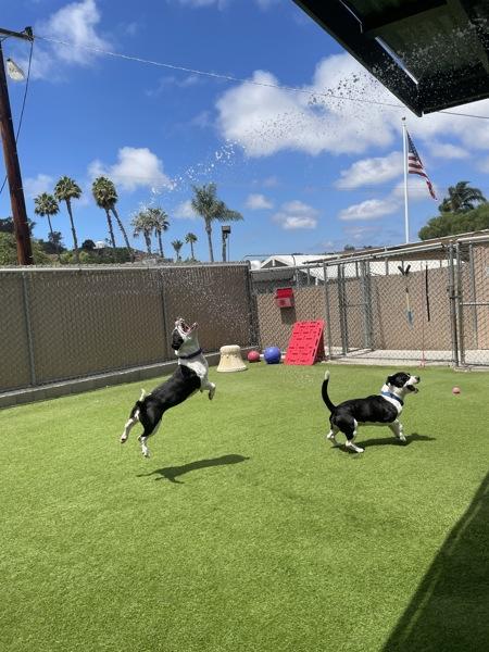 Caroline, Adoptable, Adult Female Pit Bull Terrier.