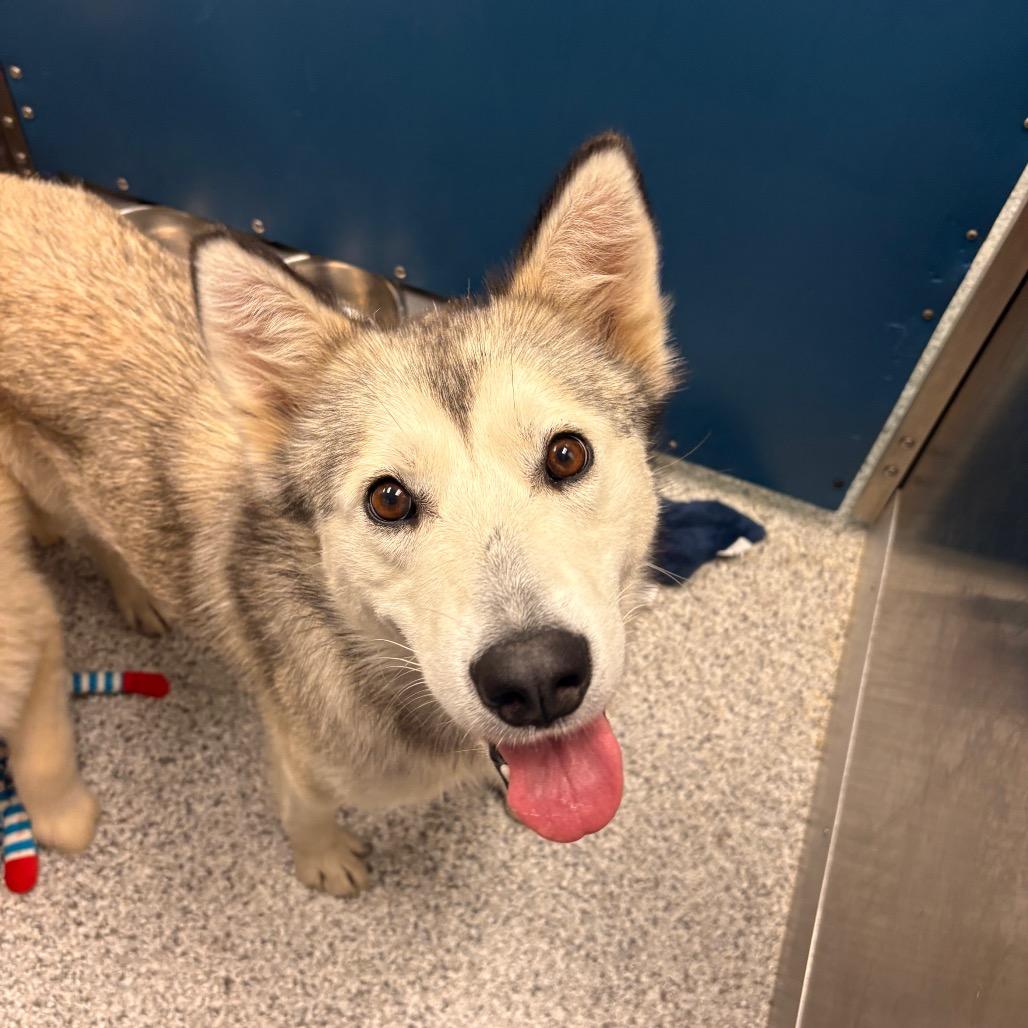 Tahiti, Adoptable, Adult Female Husky & Mixed Breed.