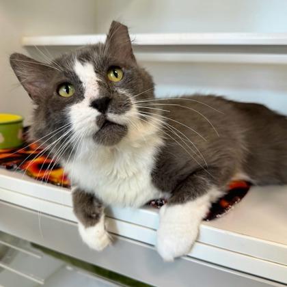 Enlarge Brasso, a Adoptable mixed breed in Traverse City, MI image 1/3