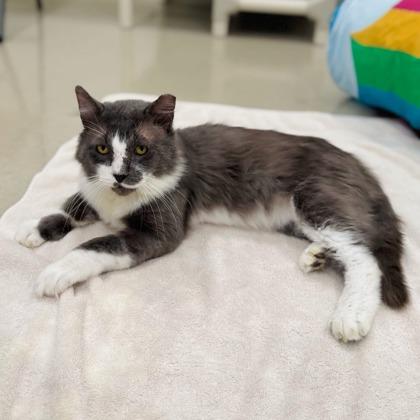 Enlarge Brasso, a Adoptable mixed breed in Traverse City, MI image 3/3