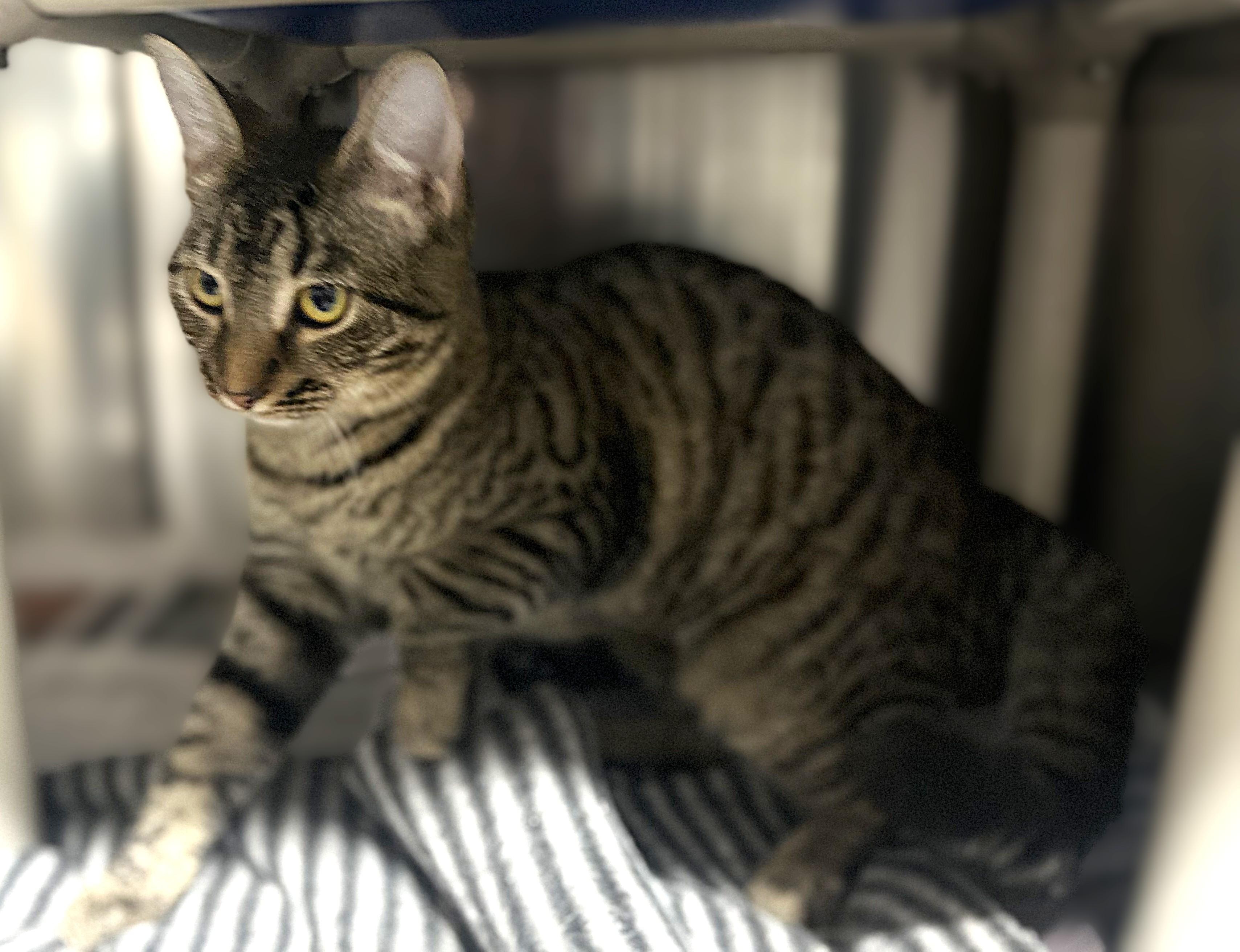 Bailey, Adoptable, Kitten Female Domestic Short Hair.