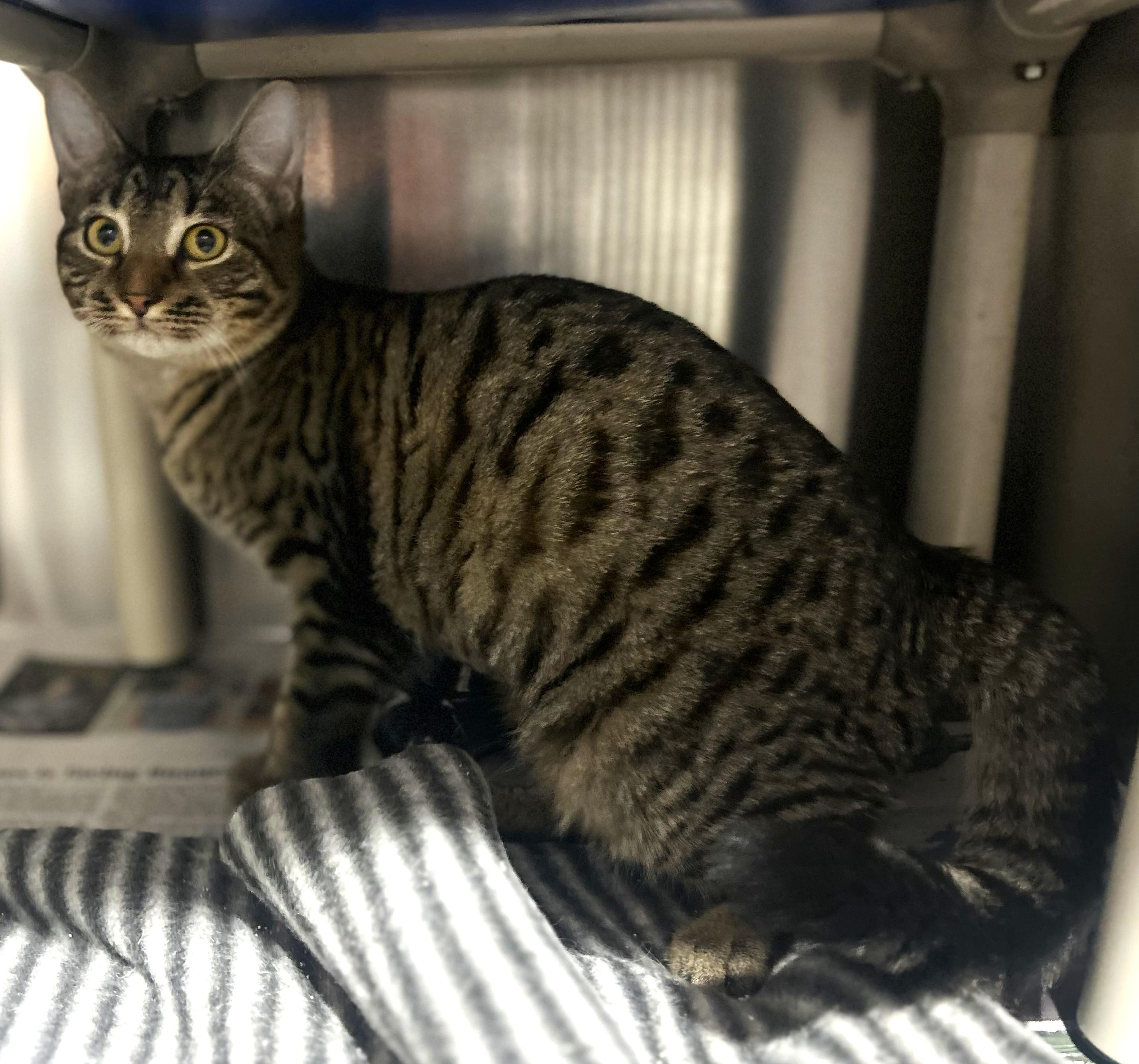 Enlarge Bailey, a Adoptable Domestic Short Hair in Georgetown, SC image 2/2