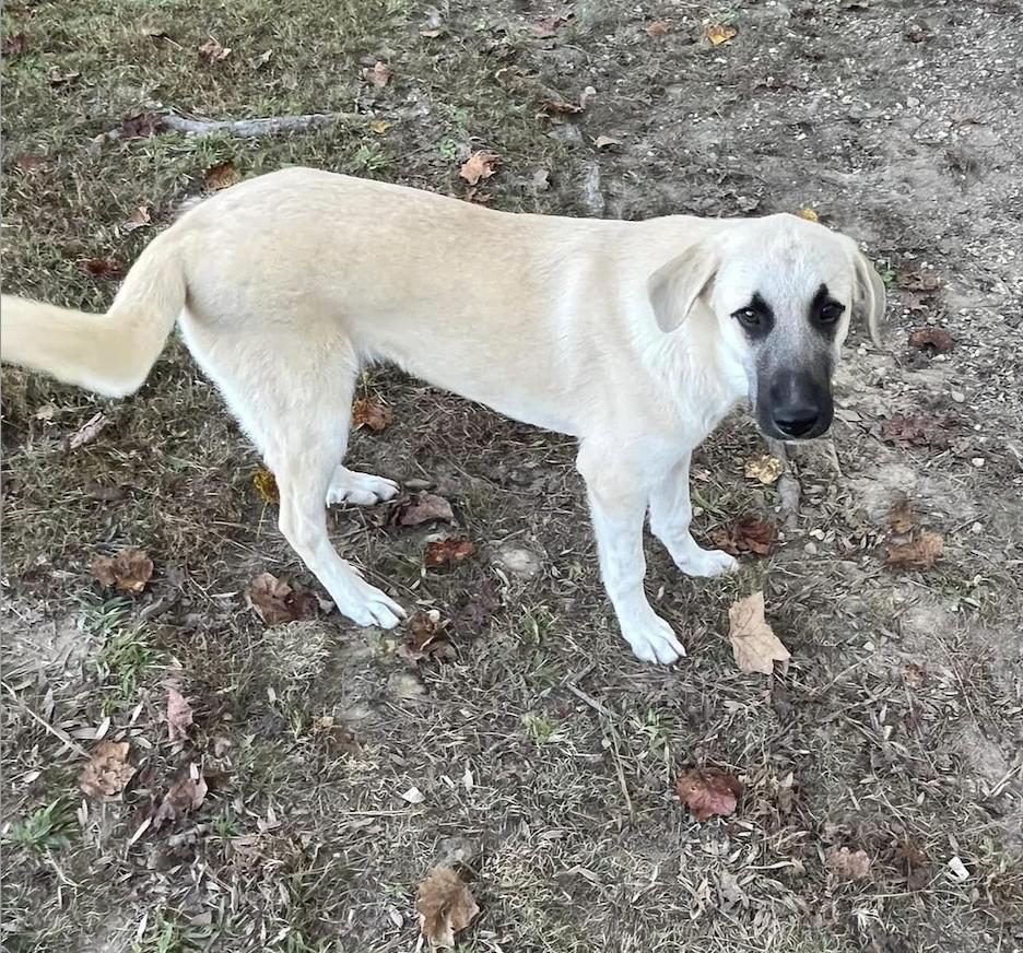 Jasmine, Adoptable, Young Female Great Pyrenees & Labrador Retriever.