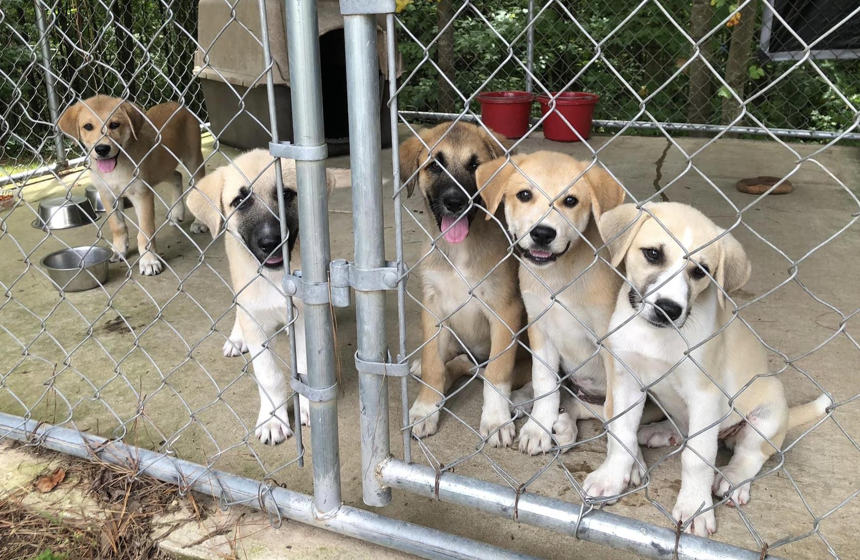 Enlarge Jasmine, a Adoptable mixed breed in Waynesboro, TN image 3/4