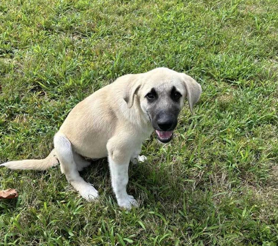 Enlarge Jasmine, a Adoptable mixed breed in Waynesboro, TN image 4/4