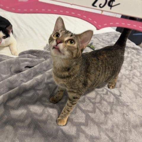 Annie, a Adoptable Domestic Short Hair in Fort Worth, TX image 2/4