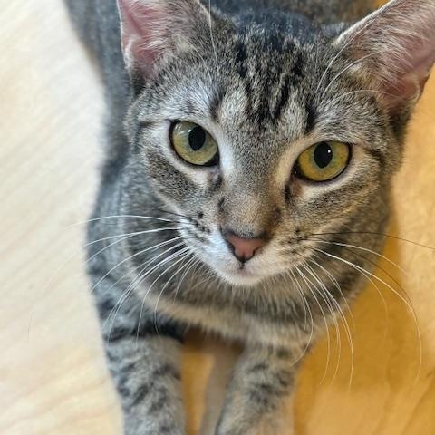 Annie, Adoptable, Young Female Domestic Short Hair.